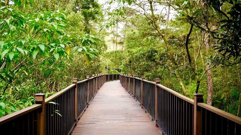 Baguio Arboretum To Open To Public October 19