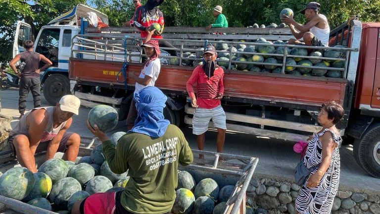 Ilocos Norte Farmers Boost Food Security Via 320-Hectare Clustered Farming