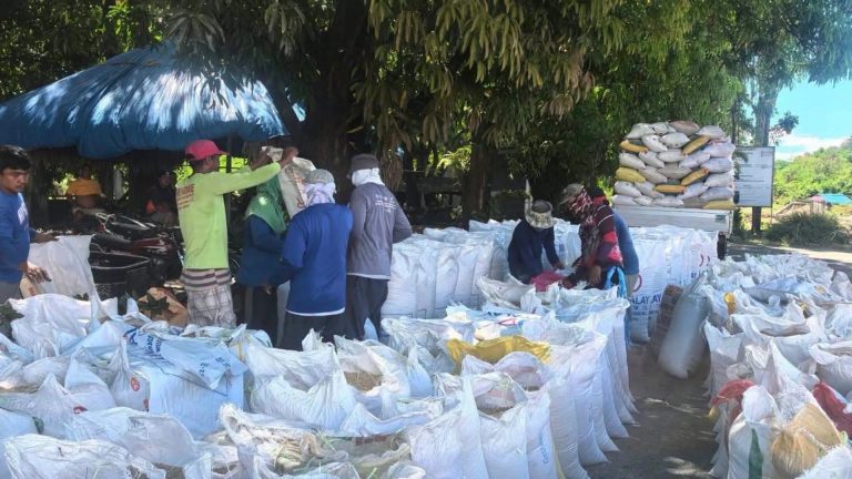 NFA Hikes Dry Palay Buying Price To PHP30 Per Kilogram In Ilocos